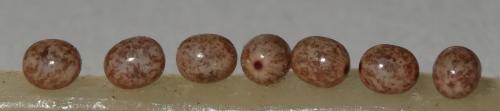Lasiocampa quercus
